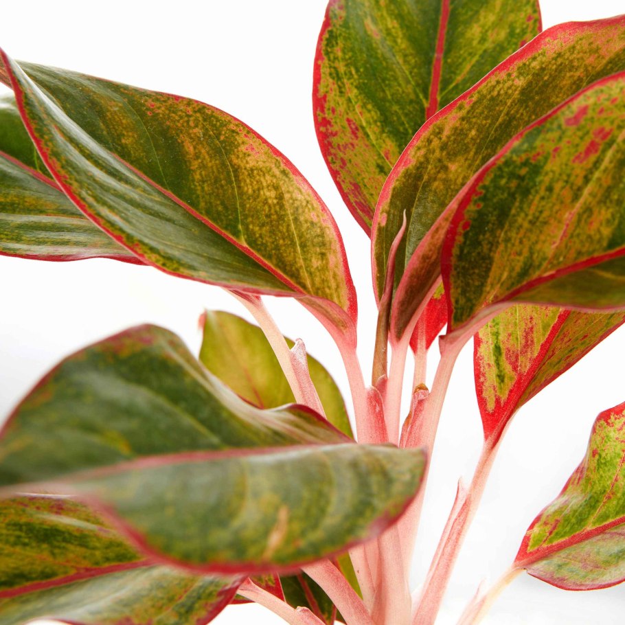 Аглаонема White Anyamanee