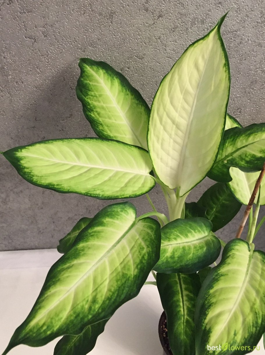 Аглаонема спринг Сноу