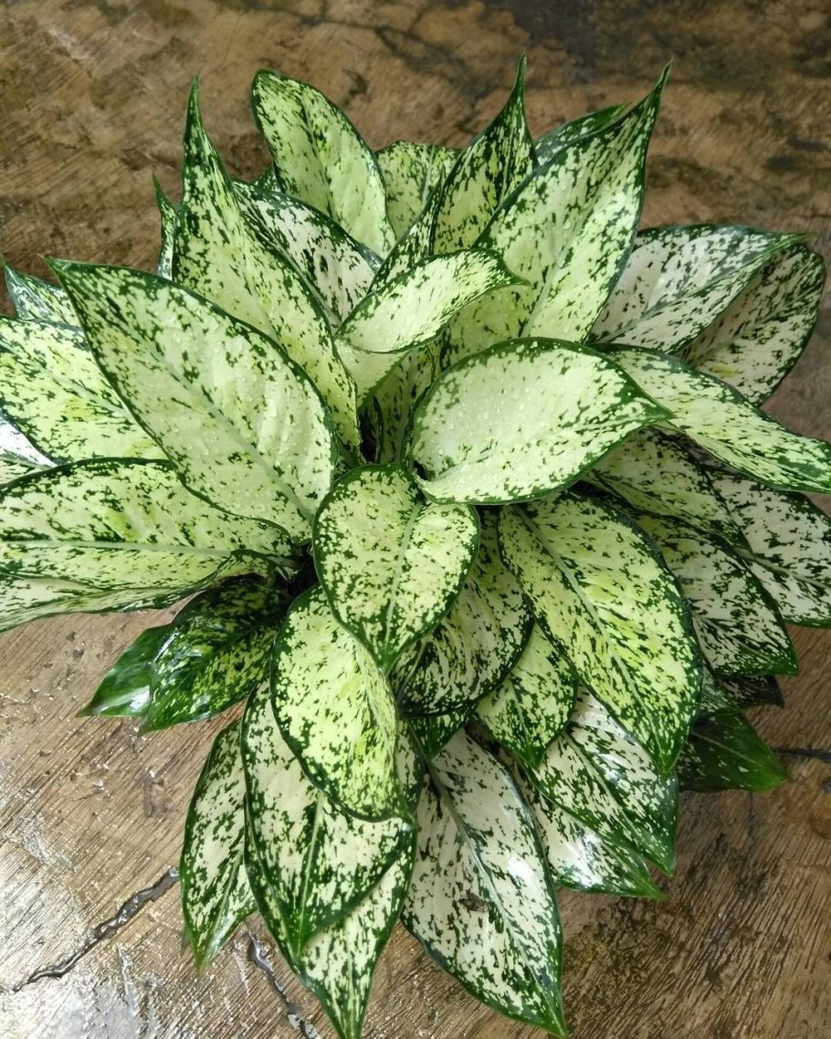 Аглаонема Анимани Вайт