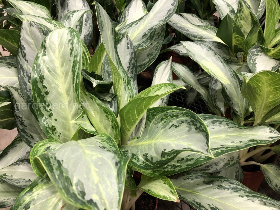 Аглаонема спринг Сноу