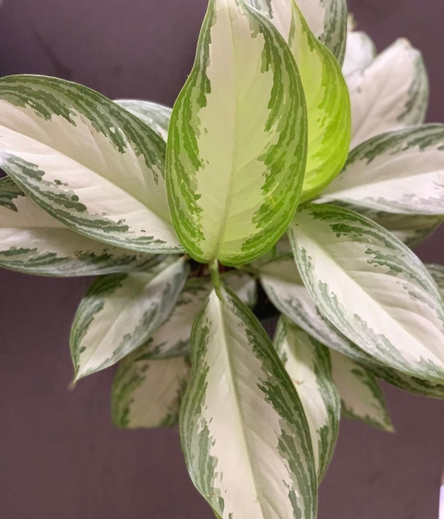 Аглаонема Сноу Вайт