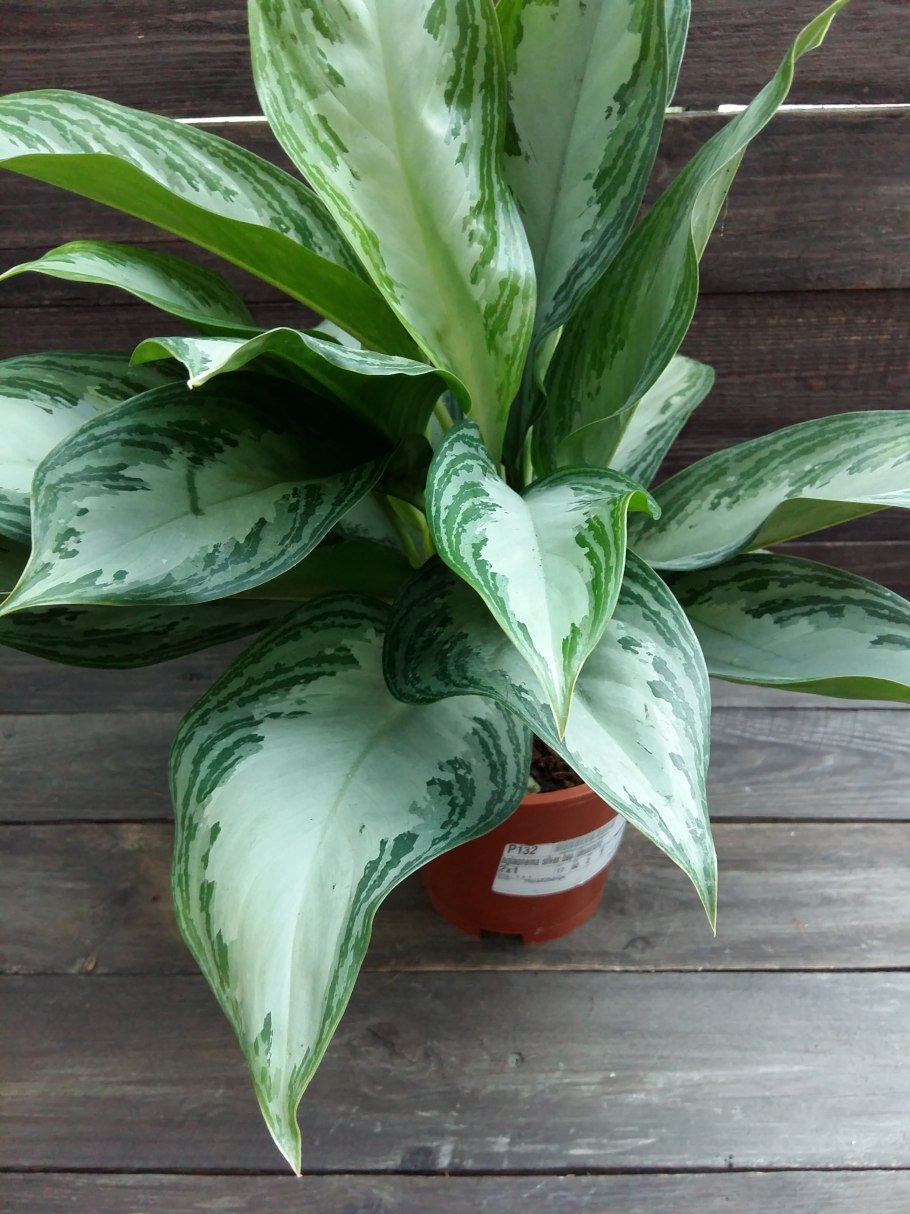 Аглаонема White Legacy