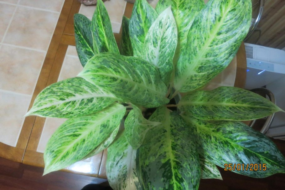 Аглаонема костатум