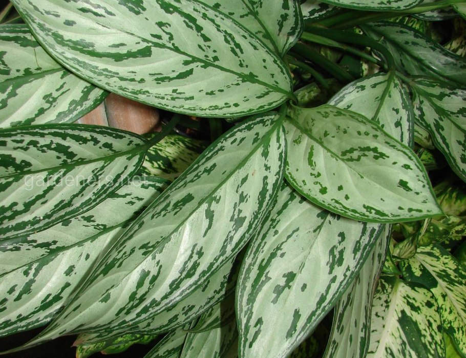 Аглаонема bai Kaw