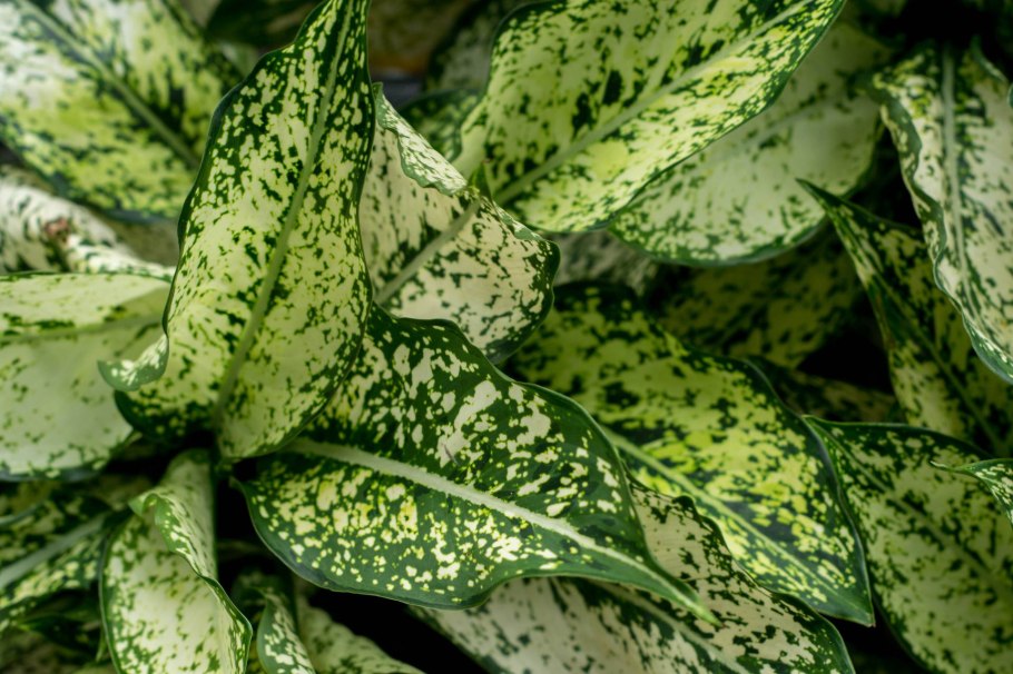 Аглаонема мородок