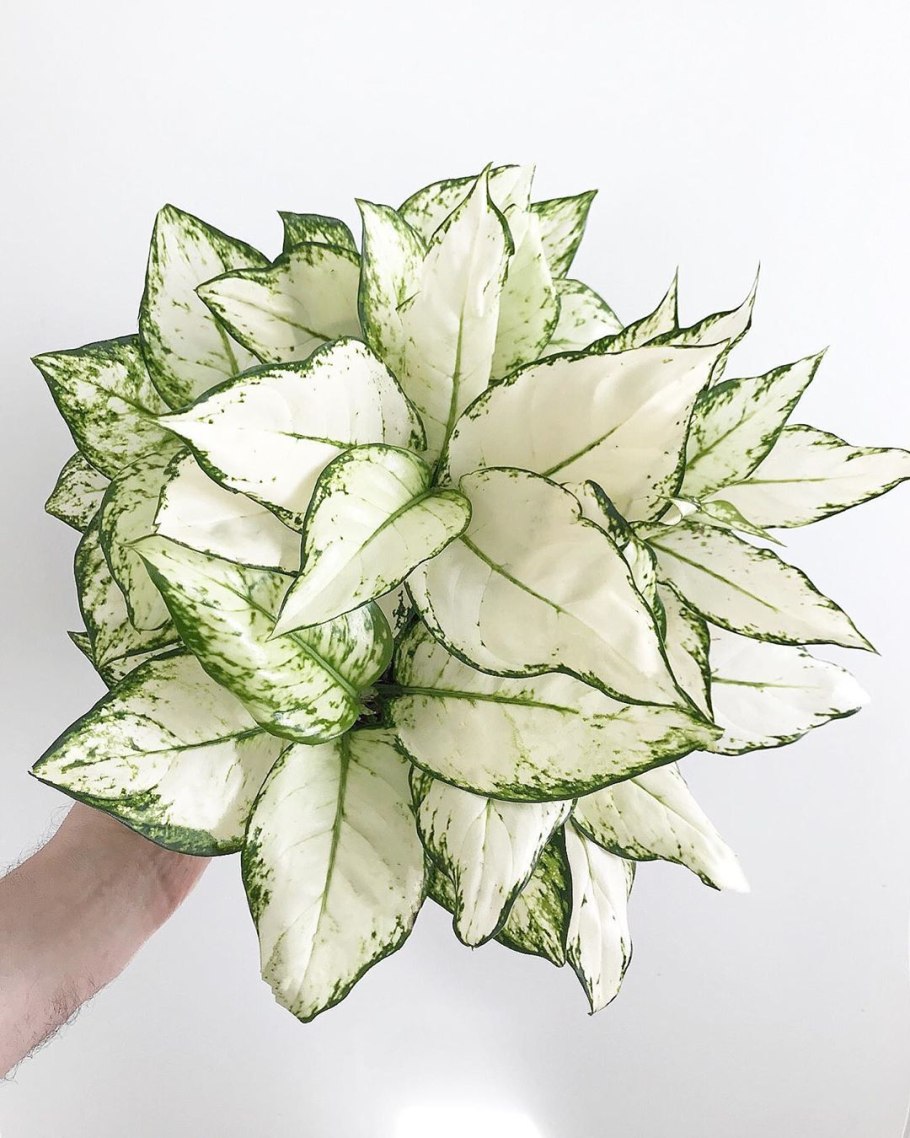 Аглаонема Анимани Вайт