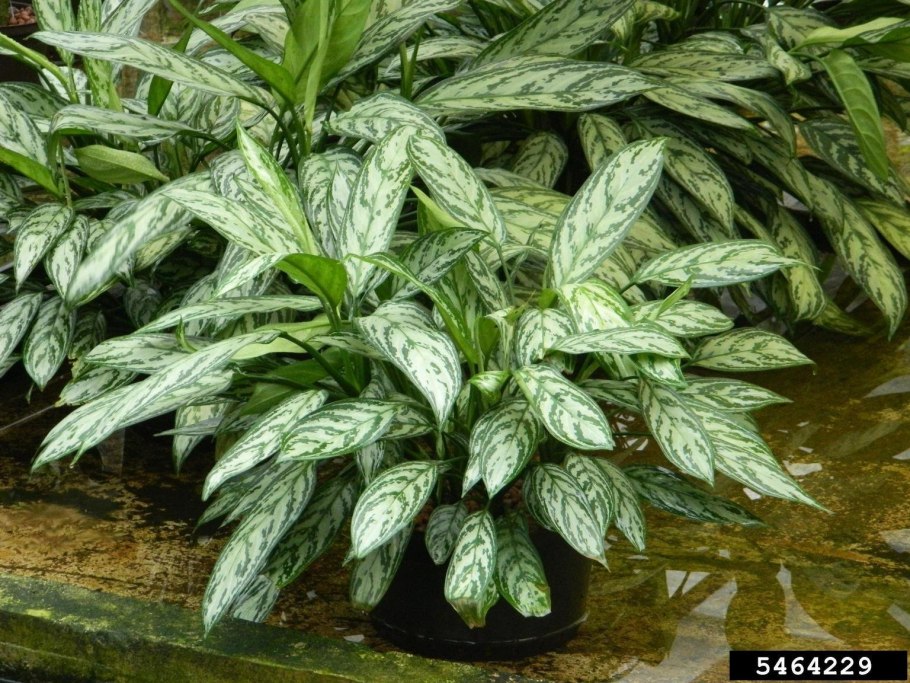 Аглаонема Еллоу