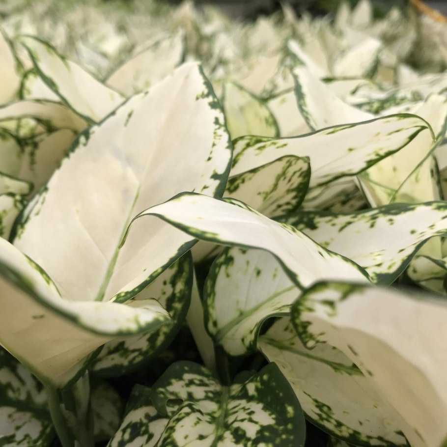 Аглаонема Блэк Перл