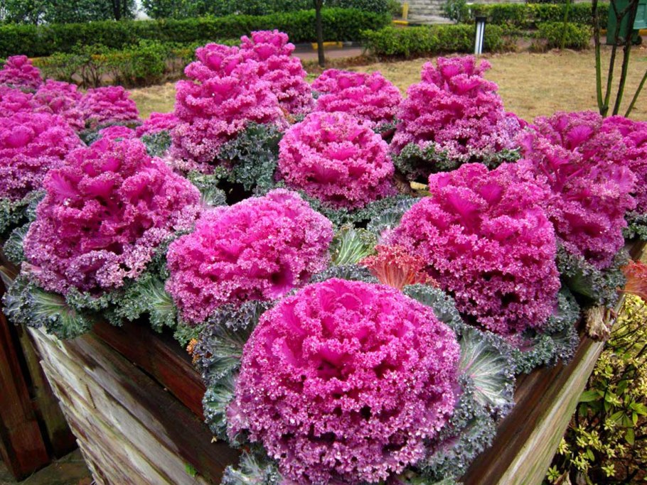 Декоративная капуста Brassica oleracea