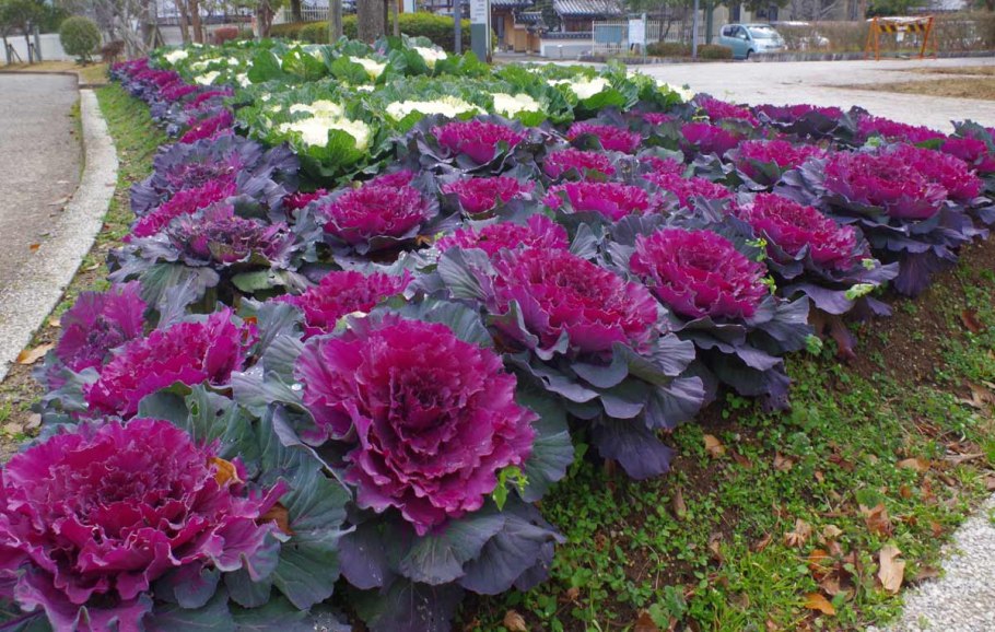 Капуста декоративная розовая цапля