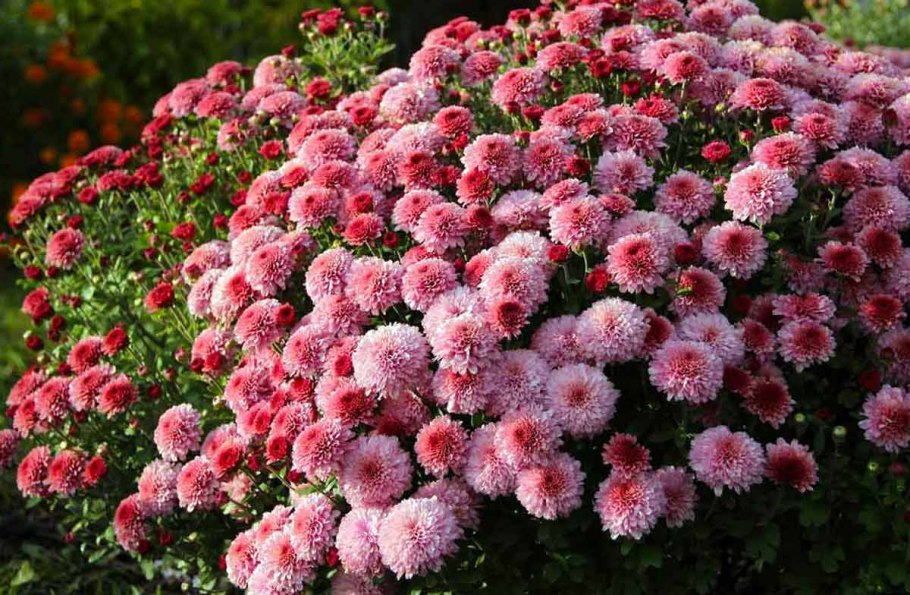 Хризантема мультифлора помпонная