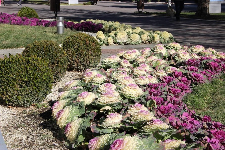 Цветник с декоративной капустой