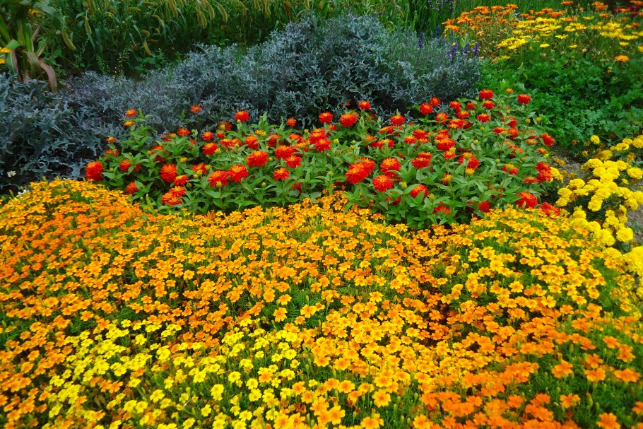 Бархатцы тонколистные ландшафте