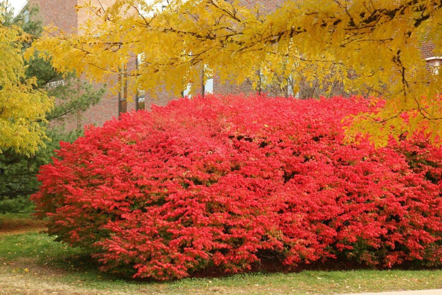 Бересклет крылатый Европейский