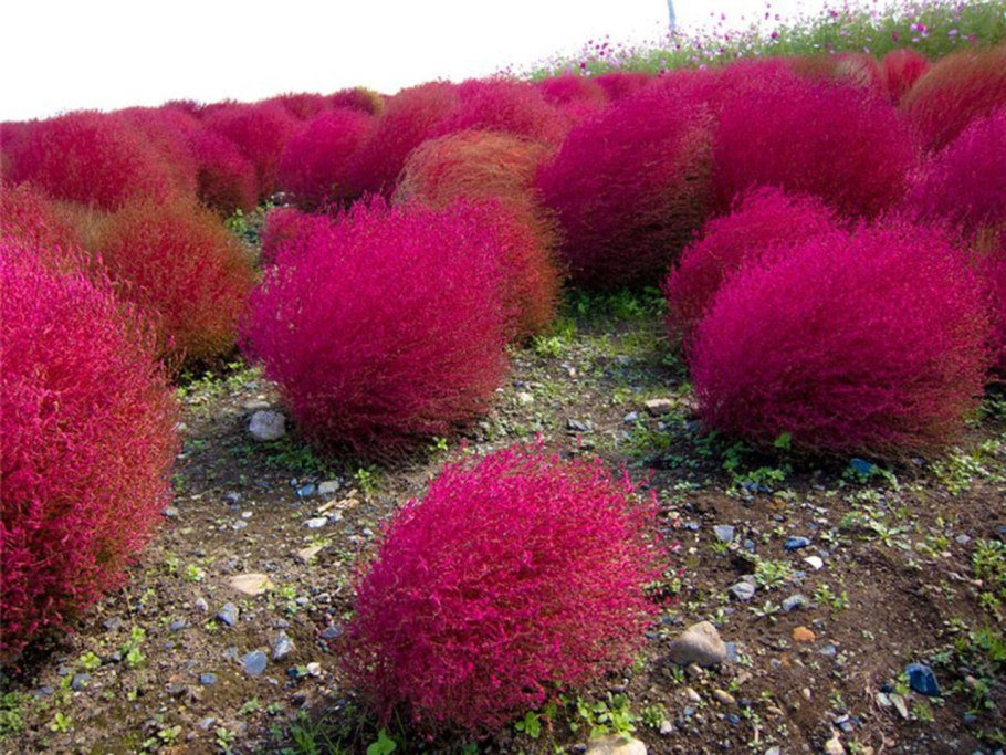 Кохия летний Кипарис