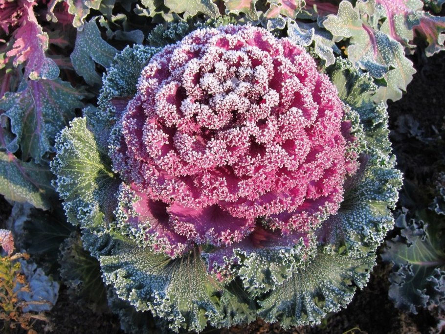 Капуста декоративная Нагойя красная