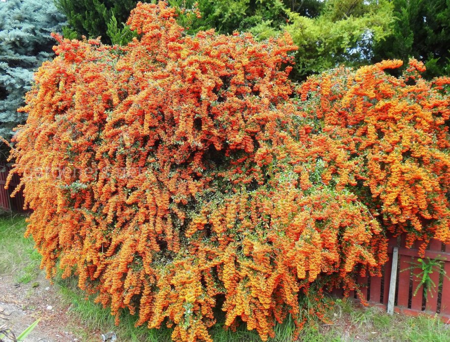 Пираканта оранж Глоу