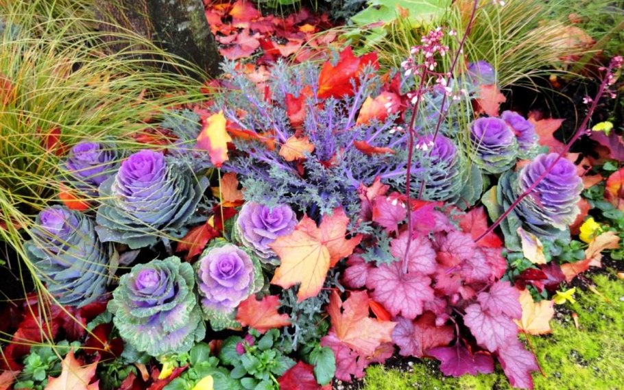 Колеус и декоративная капуста клумба