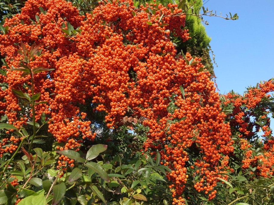 Пираканта, вечнозеленый кустарник