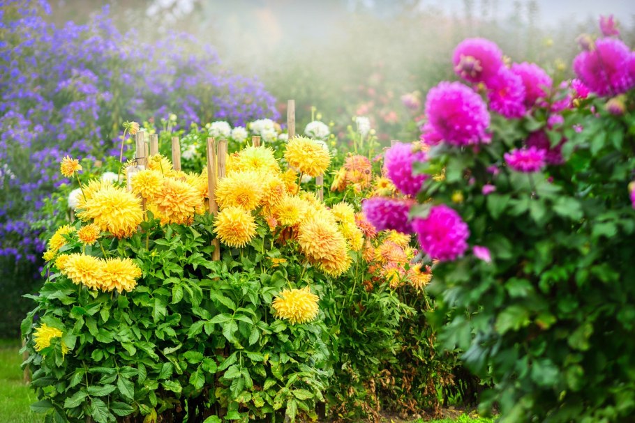 Георгины золотой шар аллея