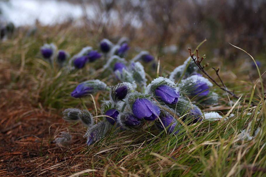 Горная костяника