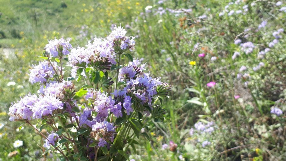 Брусника Якутск