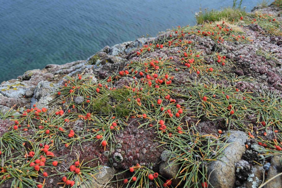 Левзея сафлоровидная