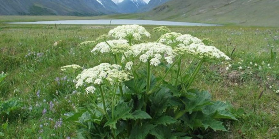 Букетик горных цветов