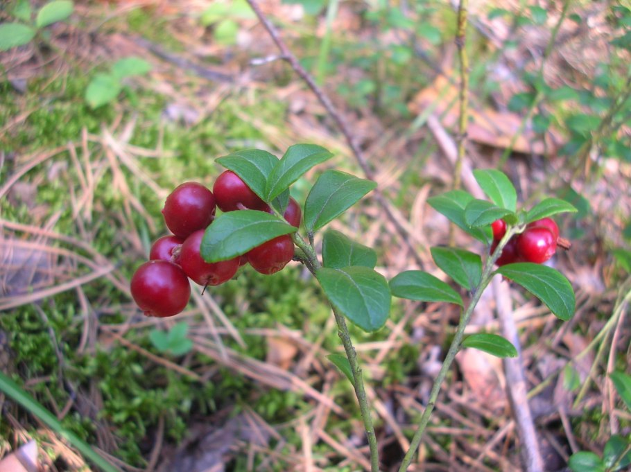 Ягоды Уссурийской тайги