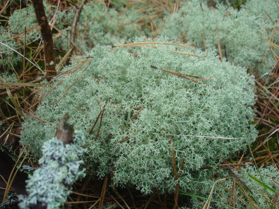 Первоцветы Алтая