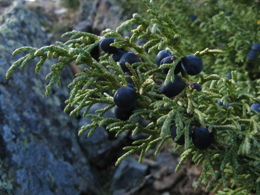 Дягиль – archangelica officinalis