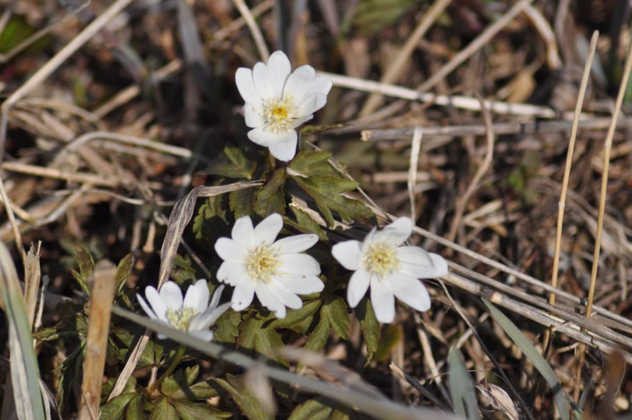 Золотой корень Алтай
