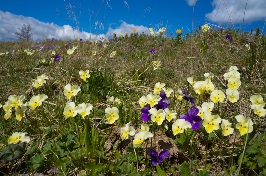 Брусника Гархвала