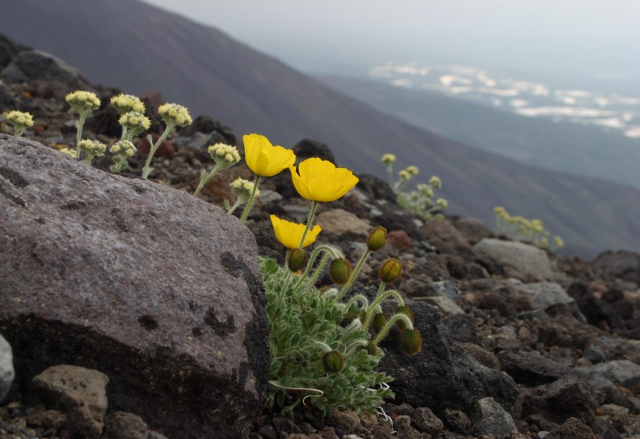Лесные ягоды брусника