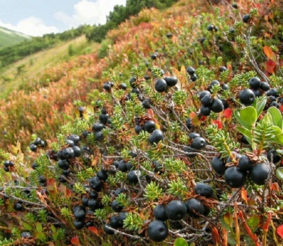 Чарыш трава