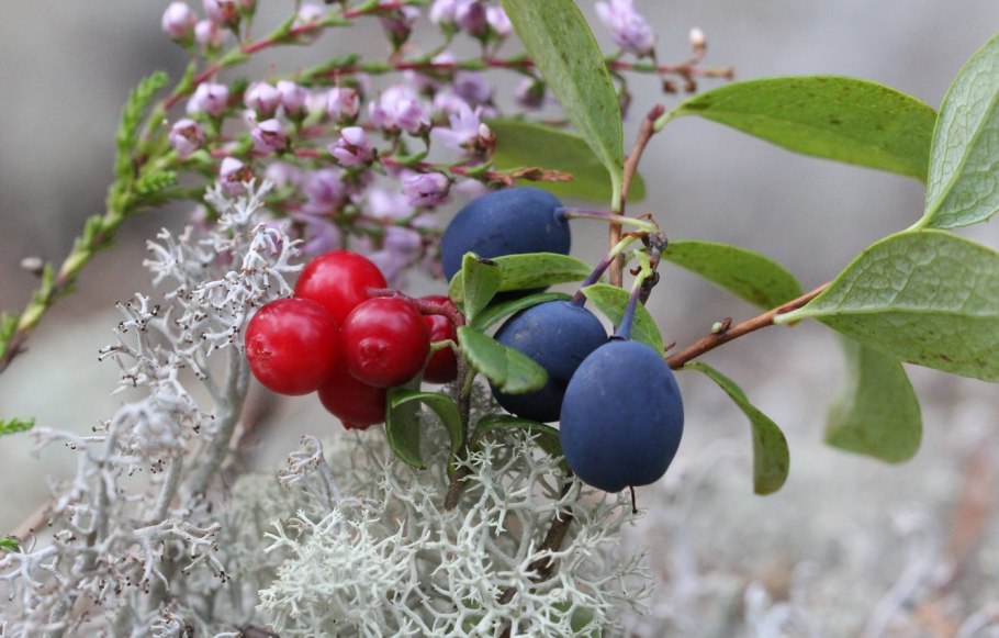 Зизифора медонос