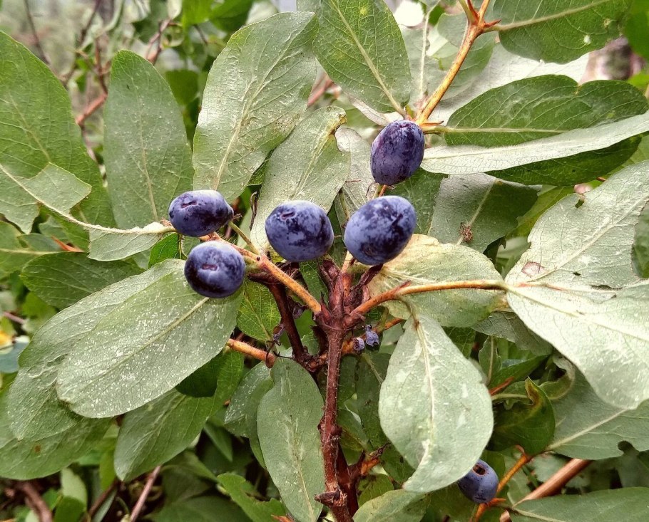 Купальница Алтайская