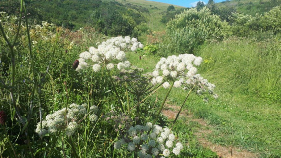 Голубика Таежная красавица