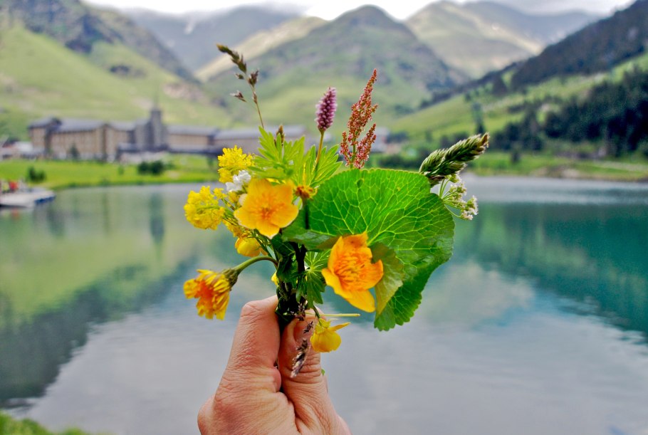 Красная Лесная ягода кустовая