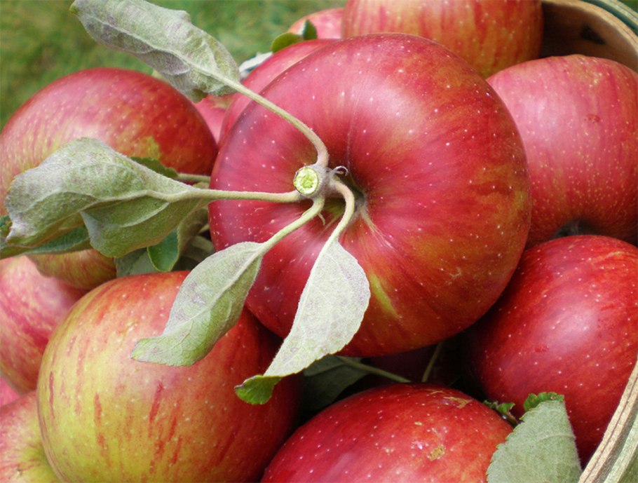 Сорт яблок Джонатан