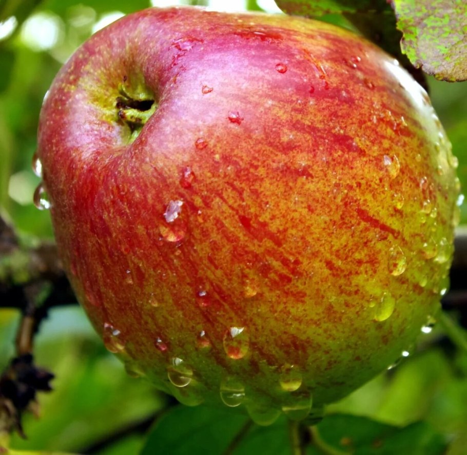 Яблоки Джонатан фото