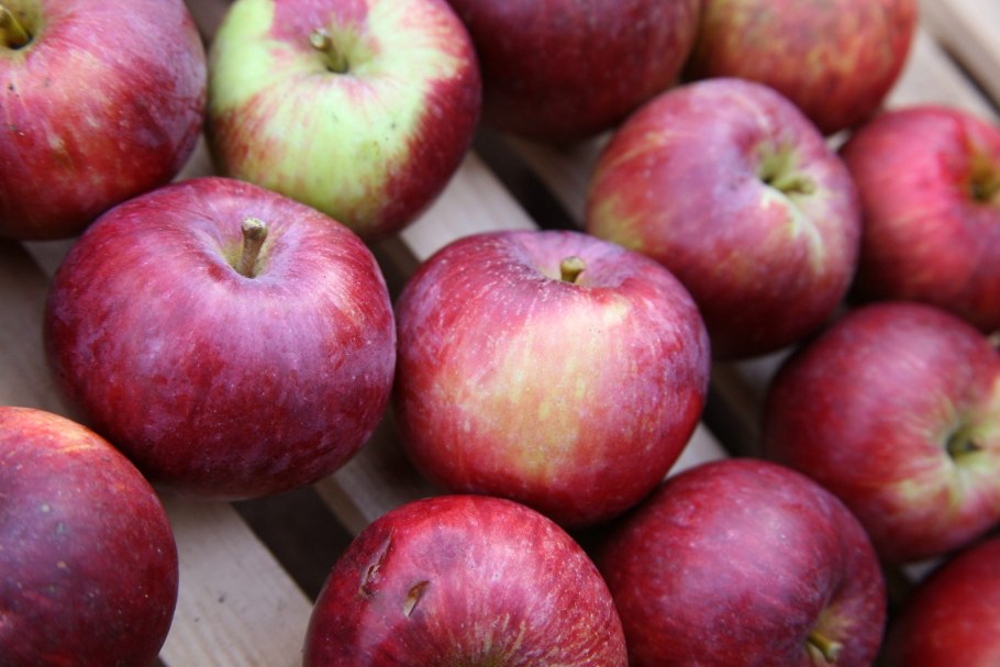 Яблоня Джонатан