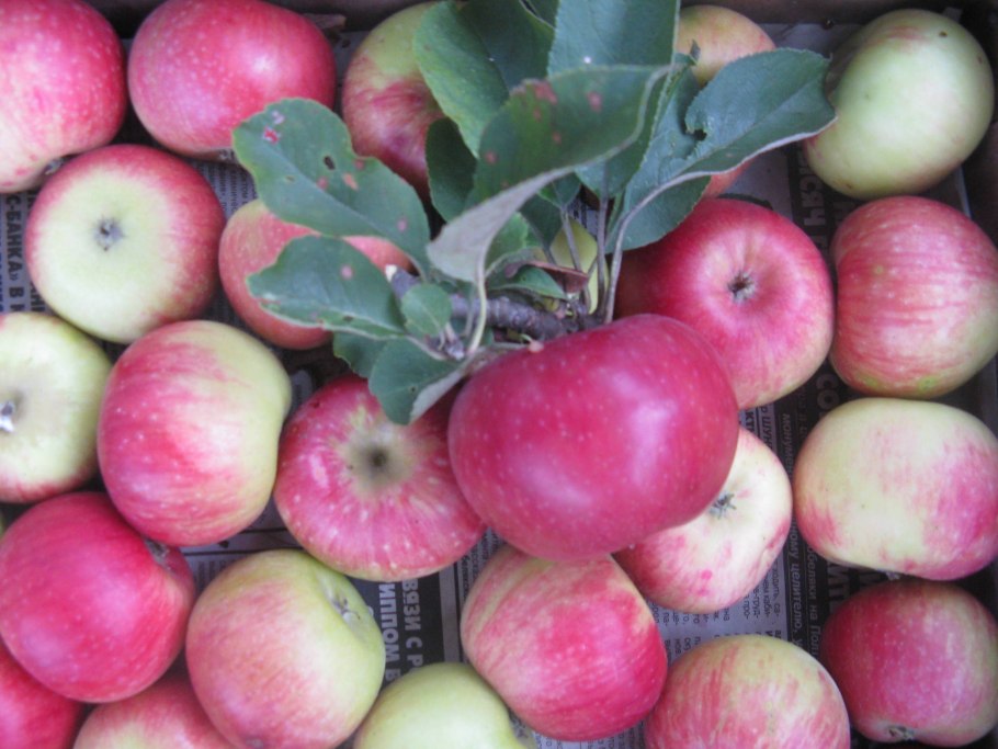 Яблоня Джонатан