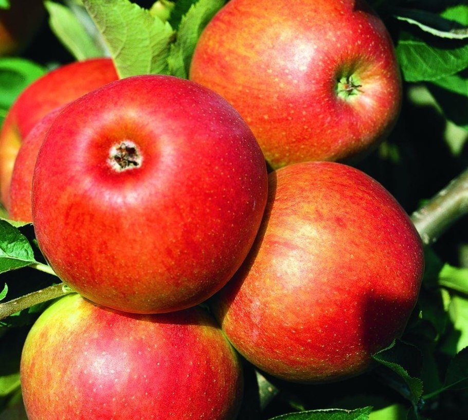 Сорт яблони Джонатан