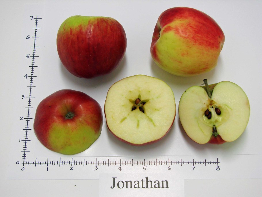 Яблоня Джонаголд Декоста