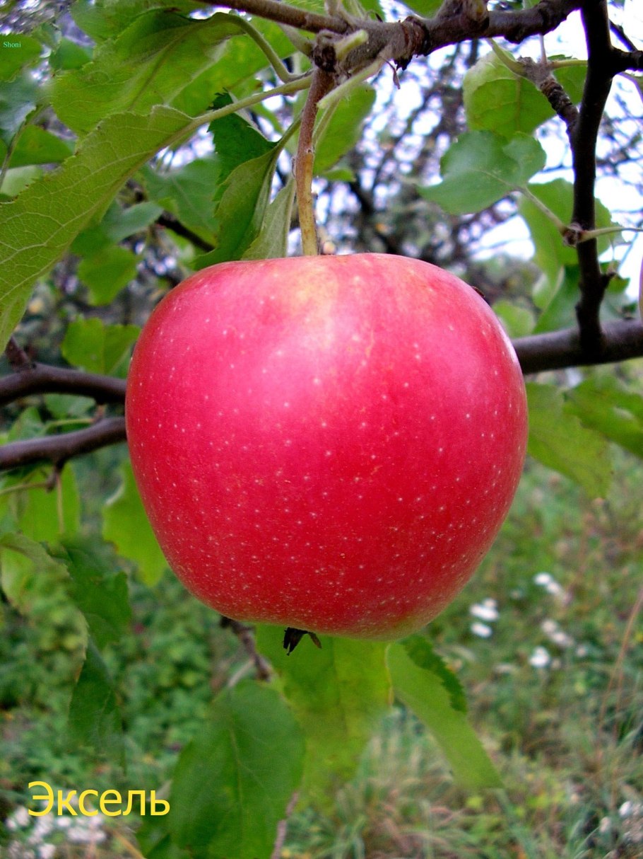 Вкус яблок Джонатан