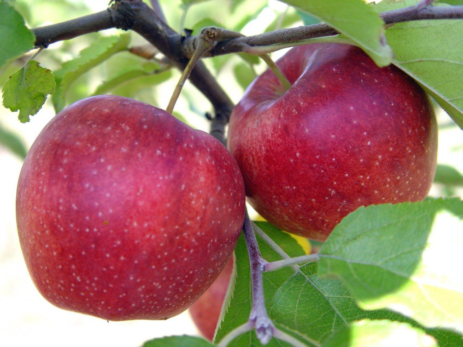 Сорт яблони Джонатан