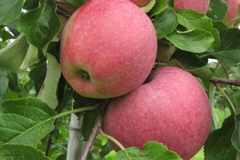 Сорт яблони Джонаголд