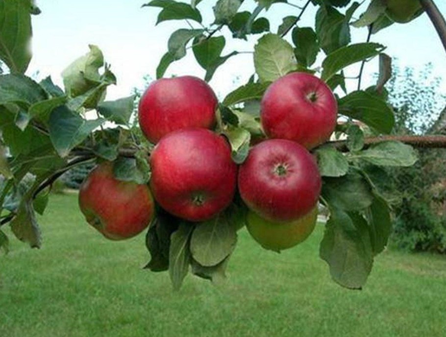 Яблоня канадская Спартан