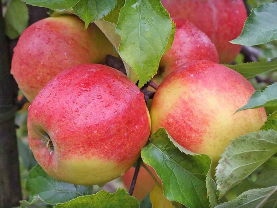 Яблоки Джонатан на белом фоне